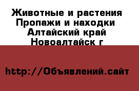 Животные и растения Пропажи и находки. Алтайский край,Новоалтайск г.